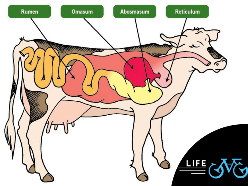 что у коровы впереди у быка позади